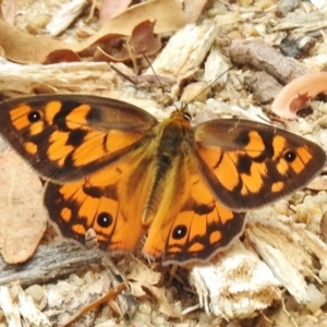 Heteronympha penelope at Paddys River, ACT - 31 Jan 2017