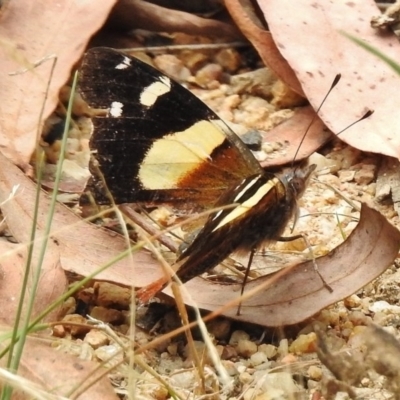 Vanessa itea (Yellow Admiral) at Paddys River, ACT - 31 Jan 2017 by JohnBundock