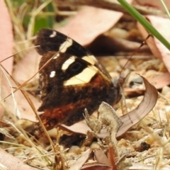 Vanessa itea at Paddys River, ACT - 31 Jan 2017