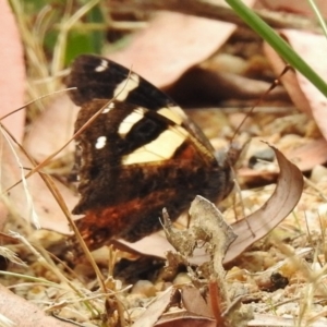 Vanessa itea at Paddys River, ACT - 31 Jan 2017 11:15 AM