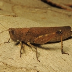 Goniaea opomaloides at Paddys River, ACT - 26 Jan 2017