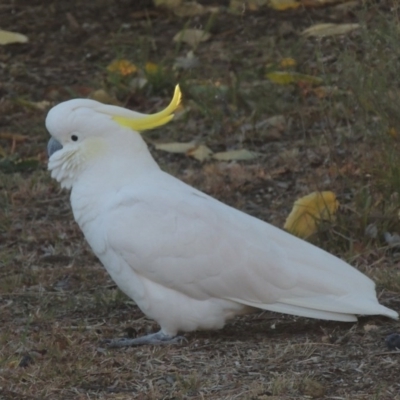Cacatua galerita (Sulphur-crested Cockatoo) at Conder, ACT - 10 May 2016 by michaelb