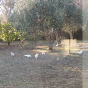 Cacatua galerita at Conder, ACT - 11 May 2016