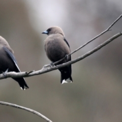 Artamus cyanopterus (Dusky Woodswallow) at Tennent, ACT - 21 Oct 2016 by Alison Milton