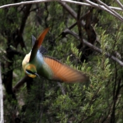 Merops ornatus (Rainbow Bee-eater) at Paddys River, ACT - 21 Oct 2016 by AlisonMilton