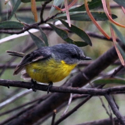 Eopsaltria australis (Eastern Yellow Robin) at Tennent, ACT - 21 Oct 2016 by Alison Milton