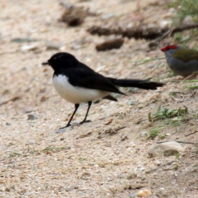 Rhipidura leucophrys (Willie Wagtail) at Paddys River, ACT - 22 Oct 2016 by AlisonMilton