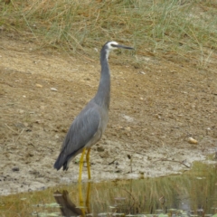 Egretta novaehollandiae (White-faced Heron) at Sutton, NSW - 1 Feb 2017 by CedricBear