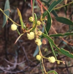 Acacia penninervis var. penninervis (Hickory Wattle) at Mount Taylor - 1 Feb 2017 by George