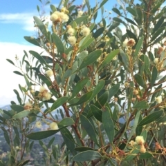 Acacia penninervis var. penninervis at Mount Taylor - 1 Feb 2017