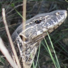 Varanus rosenbergi (Heath or Rosenberg's Monitor) at Booth, ACT - 30 Dec 2015 by OllieOrgill