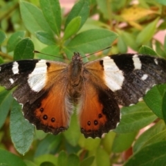 Vanessa itea (Yellow Admiral) at Isabella Plains, ACT - 1 Feb 2017 by Laurie