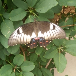 Papilio aegeus at Isabella Plains, ACT - 31 Jan 2017