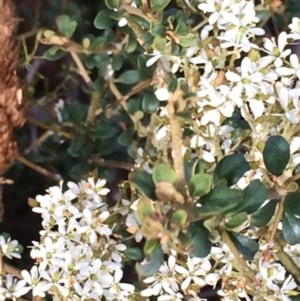 Bursaria spinosa at Pearce, ACT - 1 Feb 2017