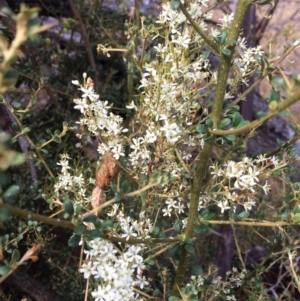 Bursaria spinosa at Pearce, ACT - 1 Feb 2017