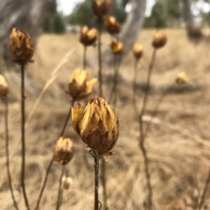 Xerochrysum viscosum at Watson, ACT - 1 Feb 2017 10:12 AM