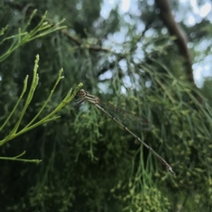 Austrolestes analis at Watson, ACT - 1 Feb 2017 10:13 AM