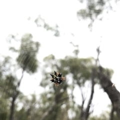 Austracantha minax (Christmas Spider, Jewel Spider) at Watson, ACT - 31 Jan 2017 by AaronClausen