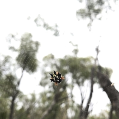 Austracantha minax (Christmas Spider, Jewel Spider) at Mount Majura - 31 Jan 2017 by AaronClausen