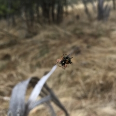 Austracantha minax at Watson, ACT - 1 Feb 2017 10:20 AM