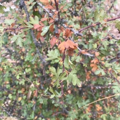 Crataegus monogyna (Hawthorn) at Majura, ACT - 31 Jan 2017 by AaronClausen