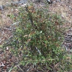 Crataegus monogyna at Majura, ACT - 1 Feb 2017