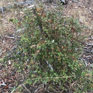 Crataegus monogyna at Majura, ACT - 1 Feb 2017 10:33 AM