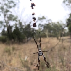 Trichonephila edulis (Golden orb weaver) at Majura, ACT - 31 Jan 2017 by AaronClausen