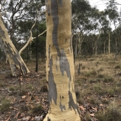 Eucalyptus mannifera (Brittle Gum) at Mount Majura - 1 Feb 2017 by AaronClausen