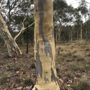 Eucalyptus mannifera at Mount Majura - 1 Feb 2017