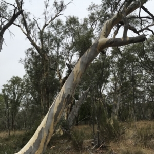 Eucalyptus mannifera at Mount Majura - 1 Feb 2017