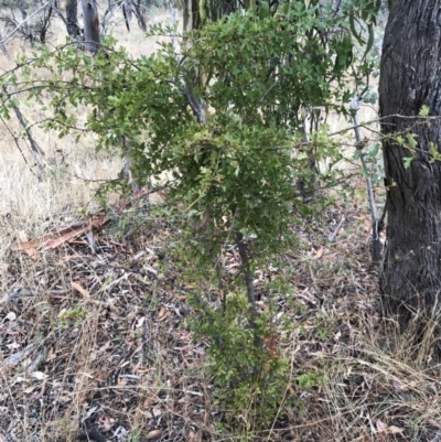 Crataegus monogyna (Hawthorn) at Majura, ACT - 31 Jan 2017 by AaronClausen