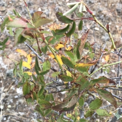 Rosa sp. (A Wild Rose) at Majura, ACT - 31 Jan 2017 by AaronClausen