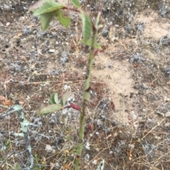 Rosa sp. at Majura, ACT - 1 Feb 2017