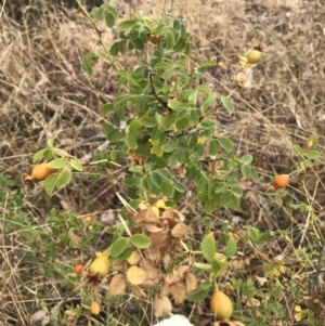 Rosa sp. at Watson, ACT - 1 Feb 2017