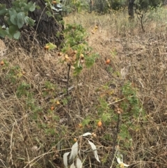 Rosa sp. at Watson, ACT - 1 Feb 2017