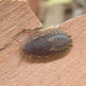 Laxta sp. (genus) at Kambah, ACT - 1 Feb 2017