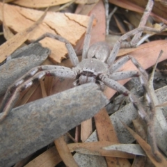 Isopeda sp. (genus) (Huntsman Spider) at Kambah, ACT - 1 Feb 2017 by MatthewFrawley