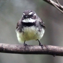 Rhipidura albiscapa (Grey Fantail) at Tennent, ACT - 22 Oct 2016 by AlisonMilton