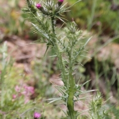 Carduus tenuiflorus (Winged Slender Thistle) at Tennent, ACT - 22 Oct 2016 by AlisonMilton