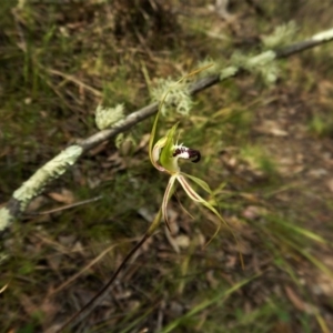 Caladenia atrovespa at Point 4081 - suppressed