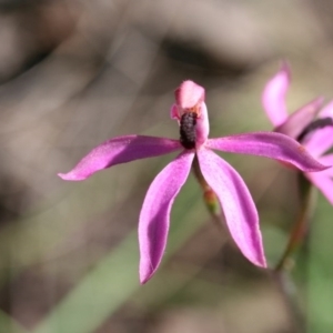 Caladenia congesta at Aranda, ACT - 5 Nov 2016