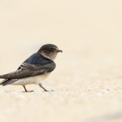 Petrochelidon nigricans (Tree Martin) at Mogareeka, NSW - 31 Jan 2017 by Leo