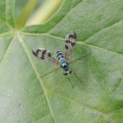 Heteropsilopus ingenuus (A long-legged fly) at Pollinator-friendly garden Conder - 27 Dec 2016 by michaelb