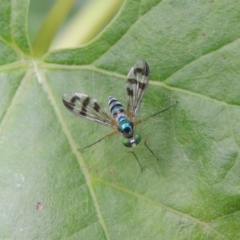 Heteropsilopus ingenuus (A long-legged fly) at Conder, ACT - 27 Dec 2016 by MichaelBedingfield