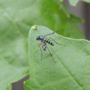 Heteropsilopus ingenuus at Pollinator-friendly garden Conder - 27 Dec 2016