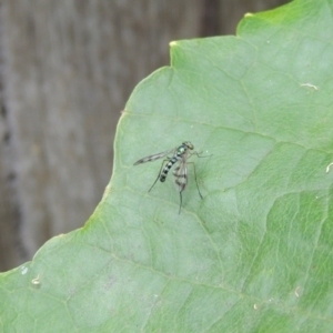 Heteropsilopus ingenuus at Pollinator-friendly garden Conder - 27 Dec 2016