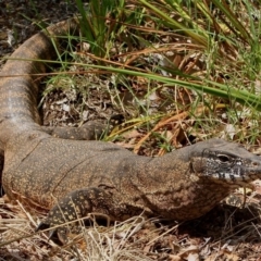 Varanus rosenbergi (Heath or Rosenberg's Monitor) at Mount Majura - 5 Jan 2012 by waltraud