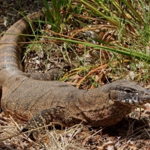 Varanus rosenbergi at Hackett, ACT - 6 Jan 2012