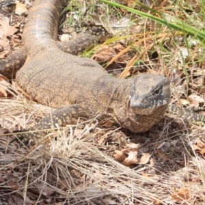 Varanus rosenbergi at Hackett, ACT - 6 Jan 2012